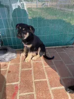  🌙 Luna  🌺 , a female German Shepherd Dog and Cane Corso for sale in Hesperia, CA – Photo 1 of 7