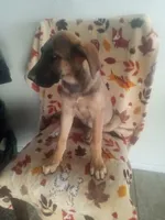 🌺 flower 🌹 , a female German Shepherd Dog and Cane Corso for sale in Hesperia, CA – Photo 2 of 6