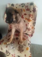 🌺 flower 🌹 , a female German Shepherd Dog and Cane Corso for sale in Hesperia, CA – Photo 4 of 6