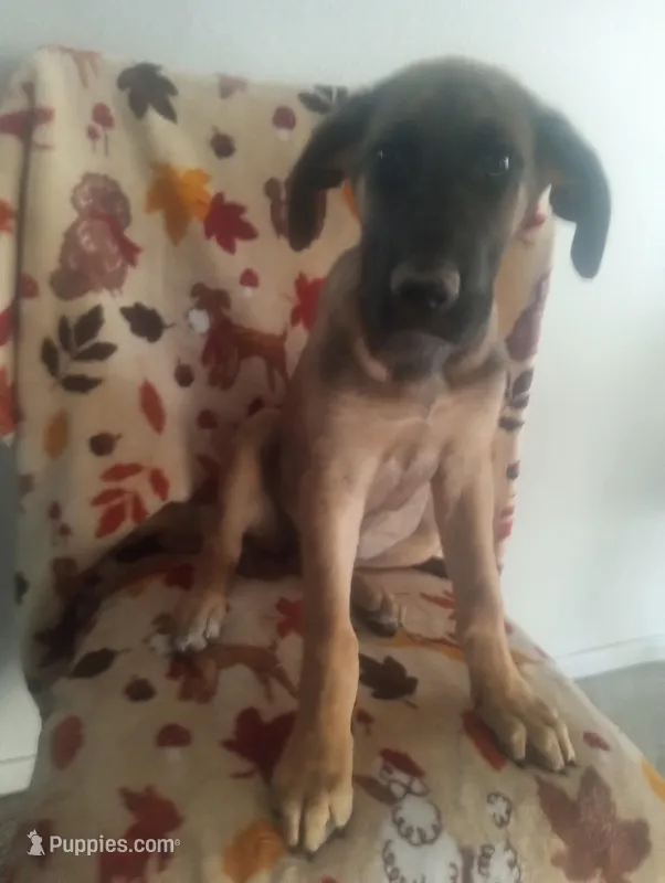 Bridget – German Shepherd Dog, Cane Corso puppy for sale in Hesperia, CA