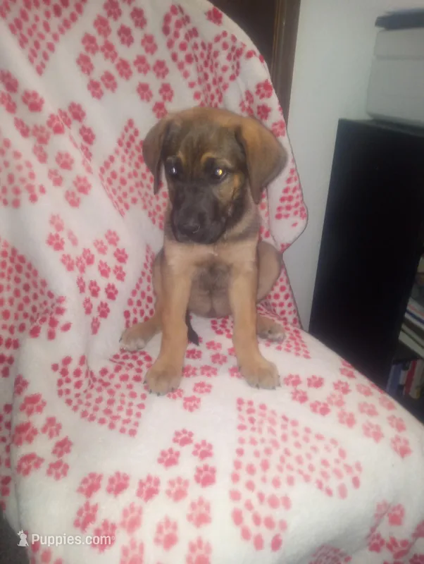 Bridget – German Shepherd Dog, Cane Corso puppy for sale in Hesperia, CA