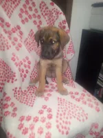 Bridget, a female German Shepherd Dog and Cane Corso for sale in Hesperia, CA – Photo 1 of 4