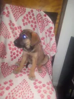 Bridget, a female German Shepherd Dog and Cane Corso for sale in Hesperia, CA – Photo 3 of 4