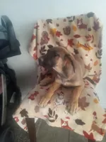 🌺 flower 🌹 , a female German Shepherd Dog and Cane Corso for sale in Hesperia, CA – Photo 5 of 6