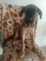 🌺 flower 🌹 , a female German Shepherd Dog and Cane Corso for sale in Hesperia, CA – Photo 6 of 6