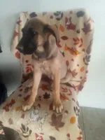 🌺 flower 🌹 , a female German Shepherd Dog and Cane Corso for sale in Hesperia, CA – Photo 3 of 6