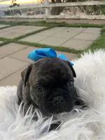 🌹 Rosie  🌹 , a female French Bulldog for sale in Hesperia, CA – 3 of 10