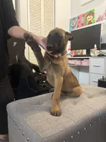 Rocky, a male Belgian Malinois for sale in Hesperia, CA – Photo 6 of 9