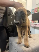 Rocky, a male Belgian Malinois for sale in Hesperia, CA – Photo 2 of 9