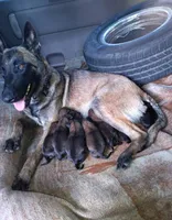 Rocky, a male Belgian Malinois for sale in Hesperia, CA – Photo 7 of 9