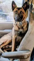 Rocky, a male Belgian Malinois for sale in Hesperia, CA – Photo 9 of 9