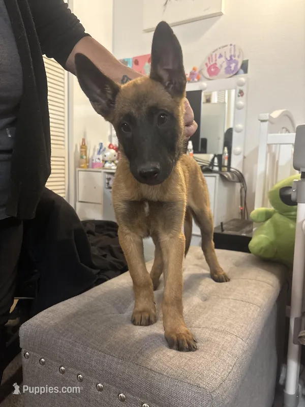 Rocky – Belgian Malinois puppy for sale in Hesperia, CA