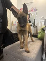 Rocky, a male Belgian Malinois for sale in Hesperia, CA – Photo 1 of 9