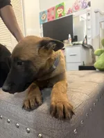 Rocky, a male Belgian Malinois for sale in Hesperia, CA – Photo 3 of 9