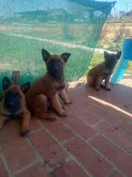 Rocky, a male Belgian Malinois for sale in Hesperia, CA – Photo 5 of 9