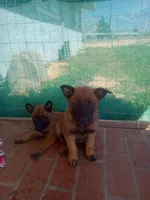 Rocky, a male Belgian Malinois for sale in Hesperia, CA – Photo 8 of 9