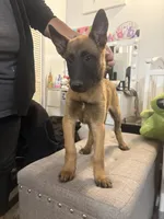 Rocky, a male Belgian Malinois for sale in Hesperia, CA – Photo 4 of 9