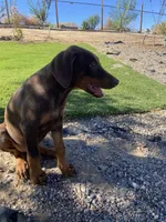 🌺flower 🌸, a female Doberman Pinscher for sale in Hesperia, CA – 5 of 9
