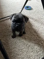 🌹 Rosie  🌹 , a female French Bulldog and Pug for sale in Hesperia, CA – 2 of 8