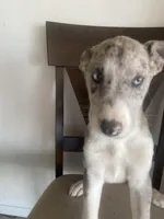 🌺   🐆cheetah girl  🐆 🌺 , a female Great Dane and Siberian Husky for sale in Hesperia, CA – Photo 4 of 8