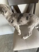 🌺   🐆cheetah girl  🐆 🌺 , a female Great Dane and Siberian Husky for sale in Hesperia, CA – Photo 5 of 8