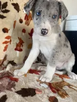 👑 queen 👑  🌺 , a female Great Dane and Siberian Husky for sale in Hesperia, CA – Photo 6 of 8