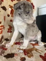 👑 queen 👑  🌺 , a female Great Dane and Siberian Husky for sale in Hesperia, CA – Photo 5 of 8