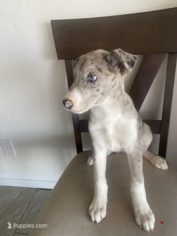 🌺   🐆cheetah girl  🐆 🌺 