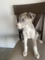 🌺   🐆cheetah girl  🐆 🌺 , a female Great Dane and Siberian Husky for sale in Hesperia, CA – Photo 1 of 8