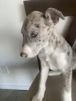 🌺   🐆cheetah girl  🐆 🌺 , a female Great Dane and Siberian Husky for sale in Hesperia, CA – Photo 3 of 8