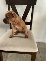 🦖 REX 🦖, a male Boxer for sale in Hesperia, CA – 9 of 10