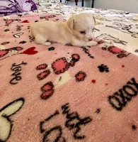 Puppy E, a female Chihuahua and Maltese for sale in Hesperia, CA – 4 of 6