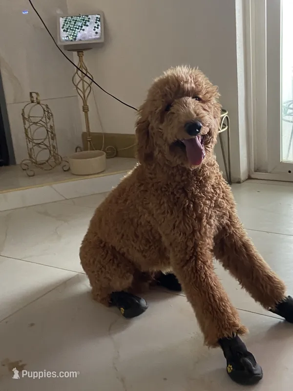🐾 Clifford, the big red dog 🐾  – Poodle - Standard  puppy for sale in Hesperia, CA
