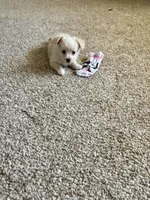 🐾 Rex 🐾 , a male Chihuahua and Maltese for sale in Hesperia, CA – 6 of 10