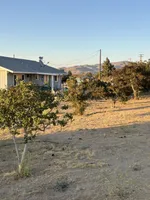 Sugar , a female German Shepherd Dog and Cane Corso for sale in Hesperia, CA – 4 of 5