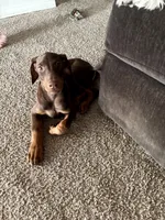 🌺flower 🌸, a female Doberman Pinscher for sale in Hesperia, CA – 4 of 9