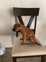 🦖 REX 🦖, a male Boxer for sale in Hesperia, CA – 4 of 10