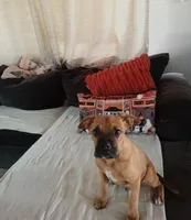 🦖 REX 🦖, a male Boxer for sale in Apple Valley, CA – 6 of 6