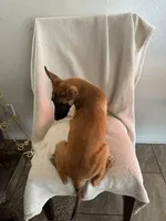 Ursula🐙🐙💜💜, a female Belgian Malinois for sale in Hesperia, CA – 2 of 3