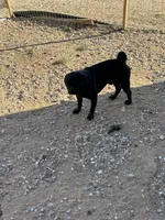 🌹 Rosie  🌹 , a female French Bulldog for sale in Hesperia, CA – 8 of 10