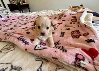 Puppy F, a female Chihuahua and Maltese for sale in Hesperia, CA – 4 of 6