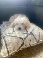 🐾 buddy  🐾 , a male Maltese and Yorkshire Terrier for sale in Hesperia, CA – Photo 4 of 8