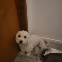 🐾 buddy  🐾 , a male Maltese and Yorkshire Terrier for sale in Hesperia, CA – Photo 7 of 8