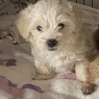 🐾 buddy  🐾 , a male Maltese and Yorkshire Terrier for sale in Hesperia, CA – Photo 2 of 8