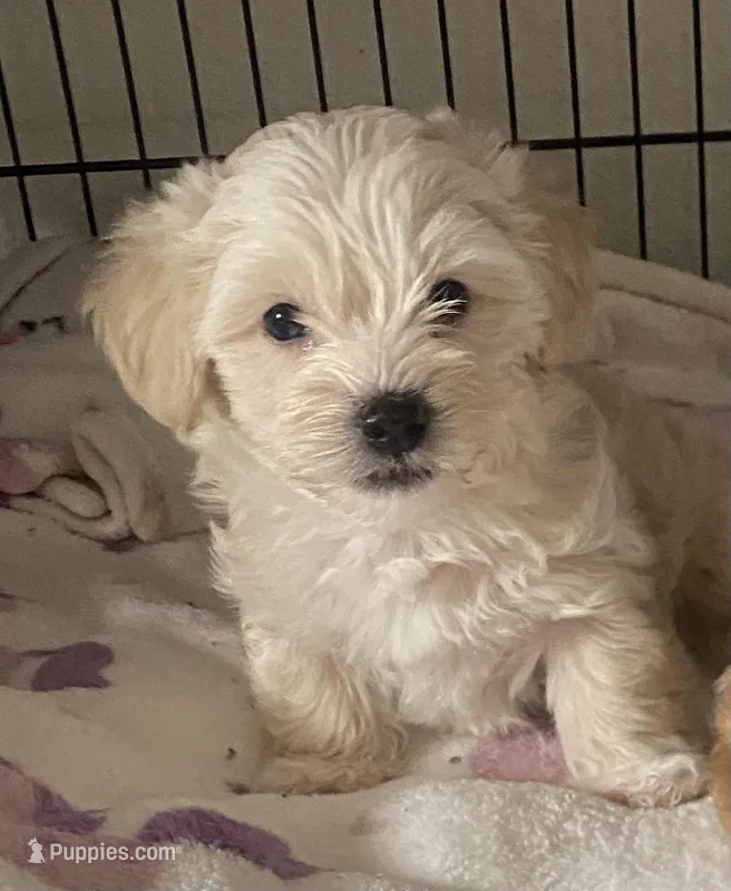 🐾  blue eyes 🐾 , a male Morkie for sale in Hesperia, CA – Photo 1 of 7
