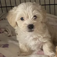 🐾 buddy  🐾 , a male Maltese and Yorkshire Terrier for sale in Hesperia, CA – Photo 1 of 8