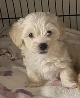 🐾  blue eyes 🐾 , a male Morkie for sale in Hesperia, CA – Photo 1 of 7