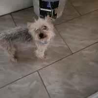 🐾 buddy  🐾 , a male Maltese and Yorkshire Terrier for sale in Hesperia, CA – Photo 8 of 8