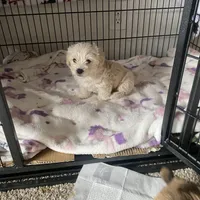 🐾 buddy  🐾 , a male Maltese and Yorkshire Terrier for sale in Hesperia, CA – Photo 3 of 8