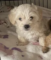 🐾  blue eyes 🐾 , a male Morkie for sale in Hesperia, CA – Photo 2 of 7